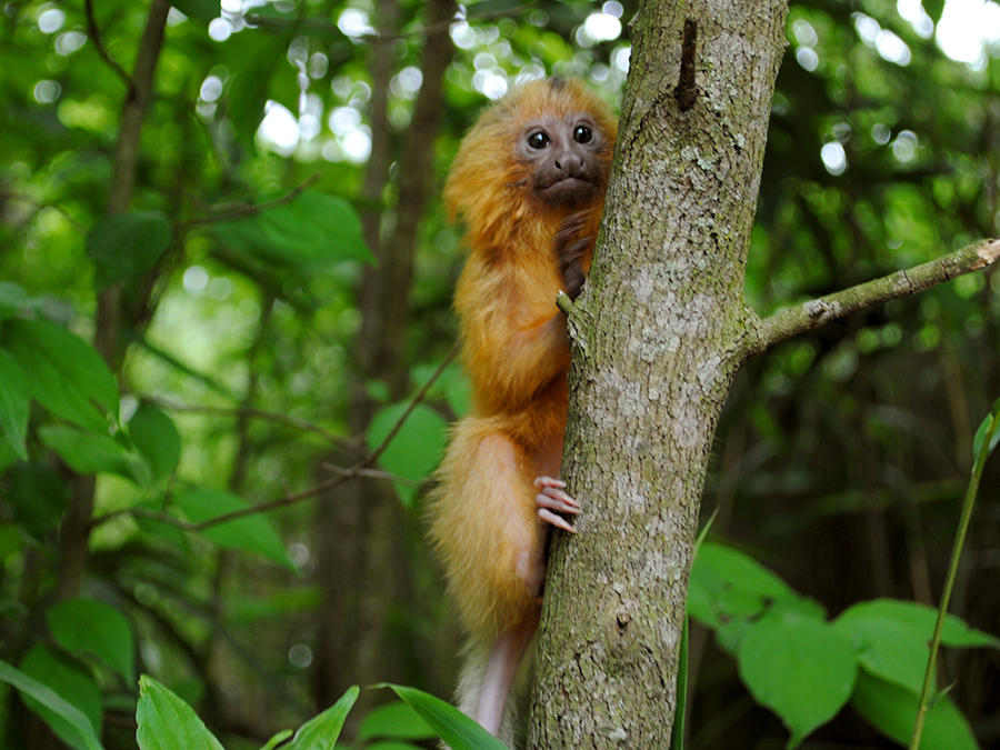 golden lion tamarin