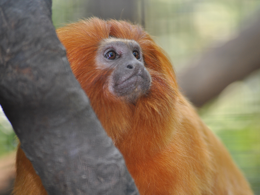 golden lion tamarin