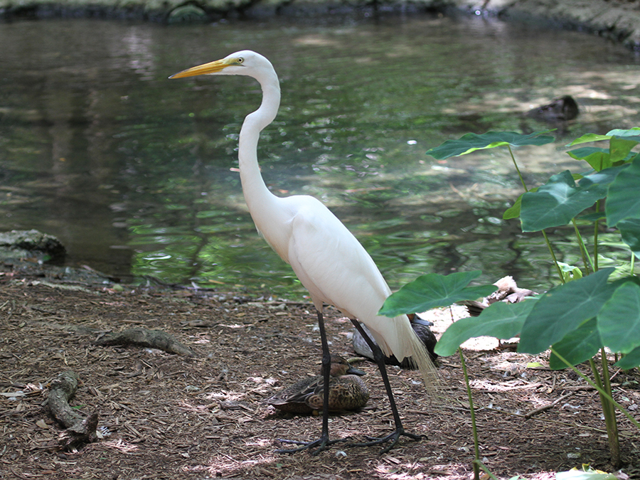 great egret