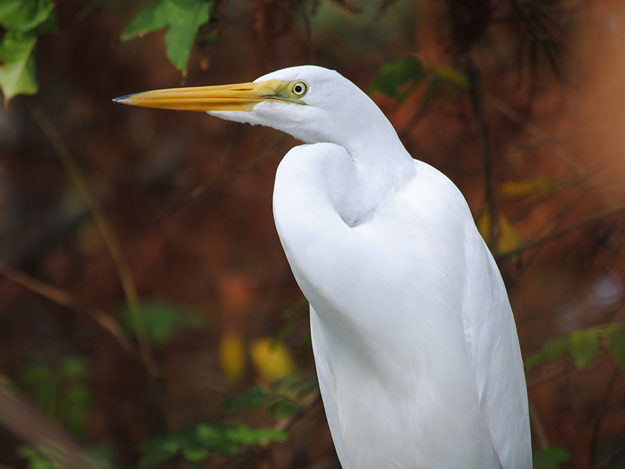 great egret