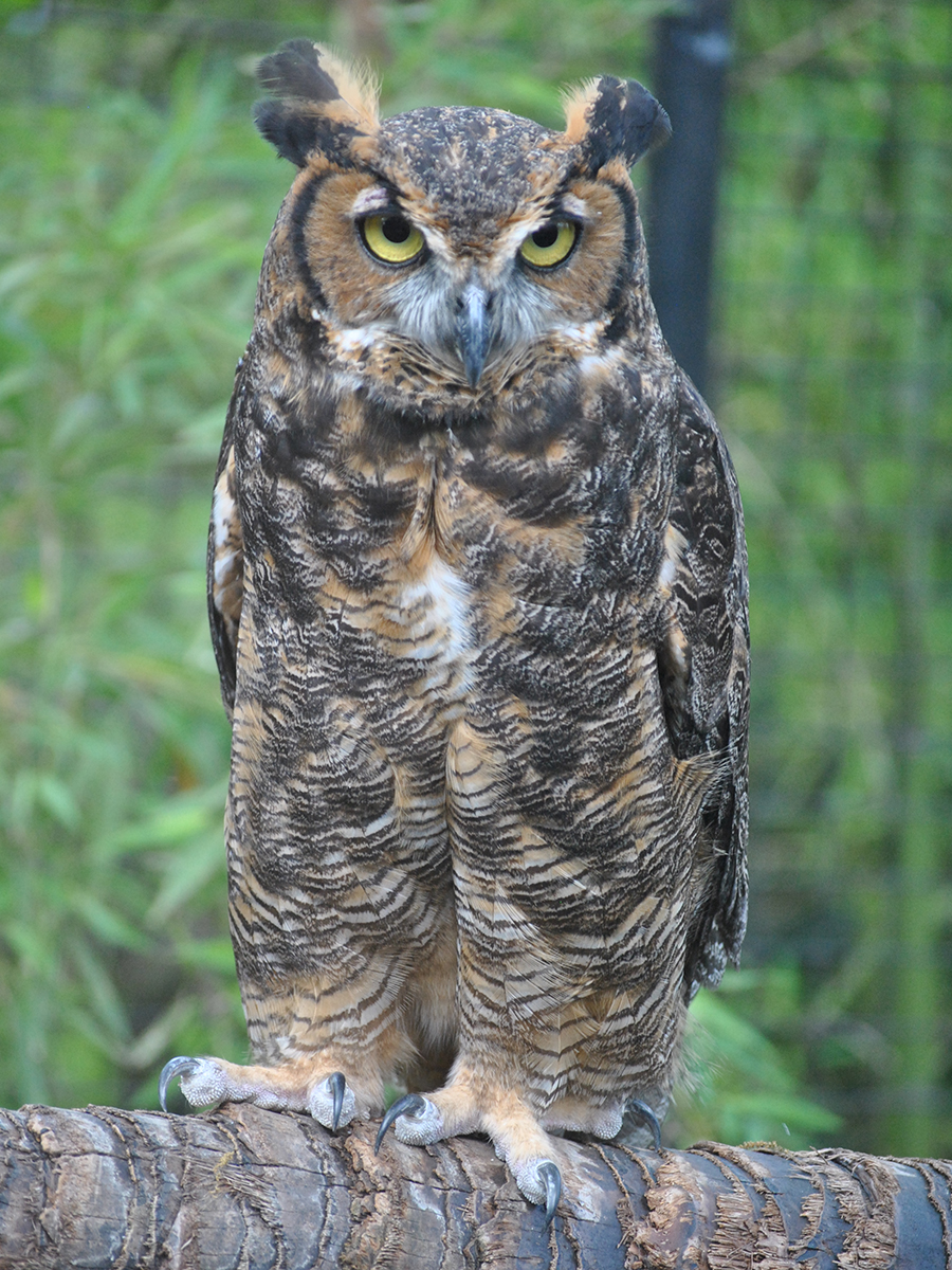 great horned owl