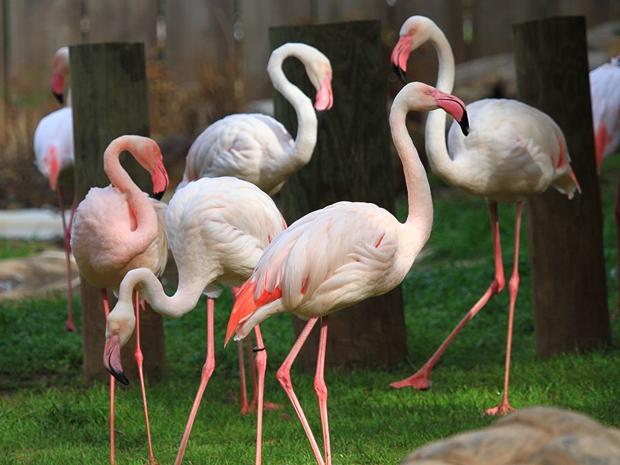 greater flamingo