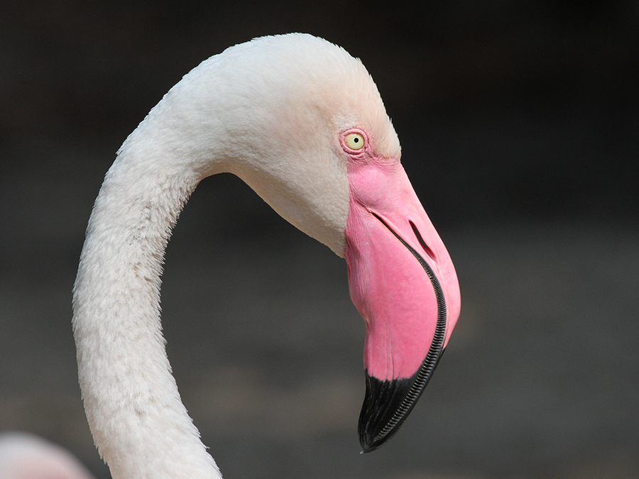 greater flamingo