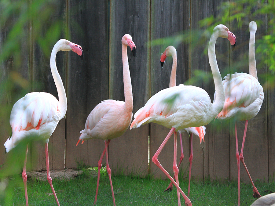 greater flamingo