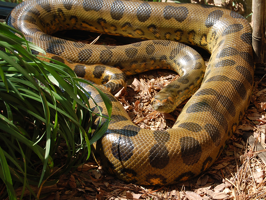 green anaconda