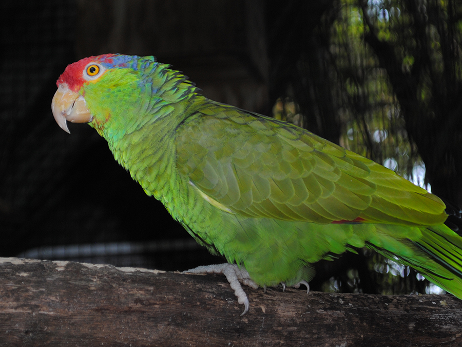 green-cheeked amazon