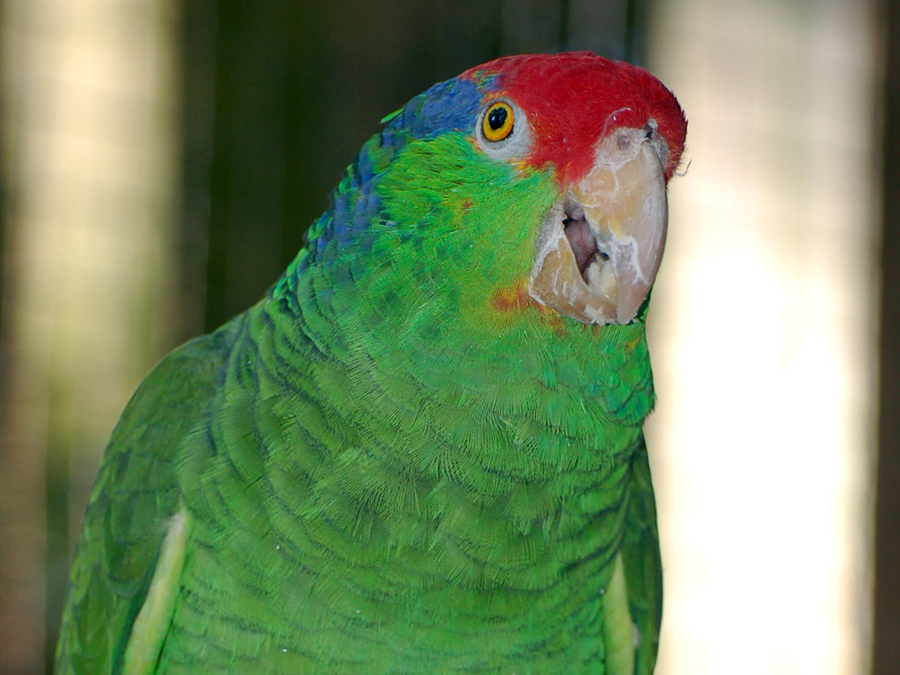 green-cheeked amazon