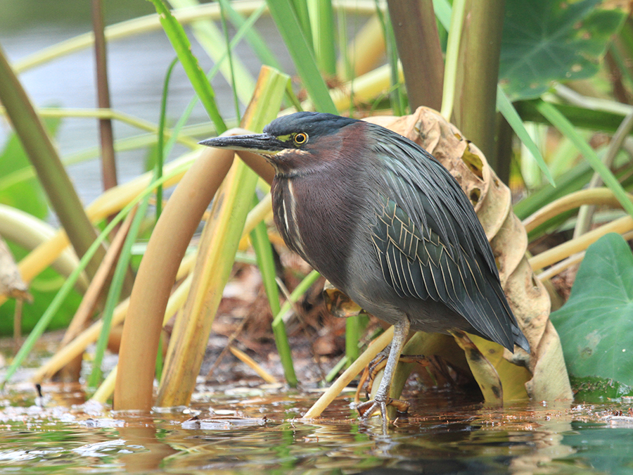 green heron