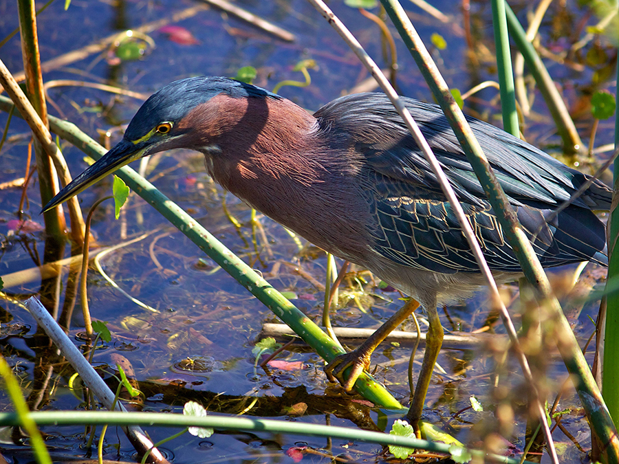 greeen heron