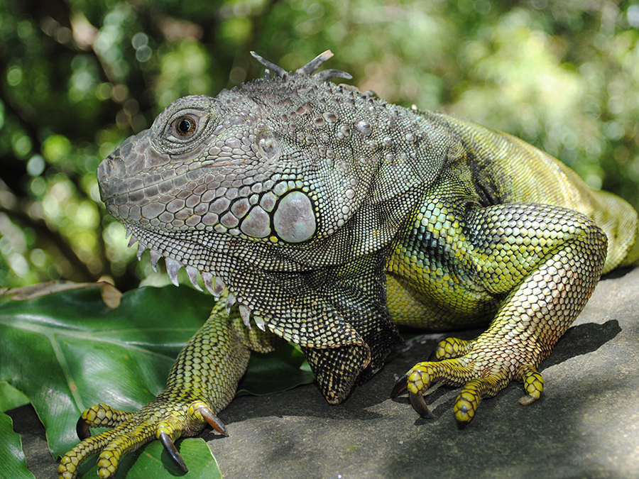 green iguana