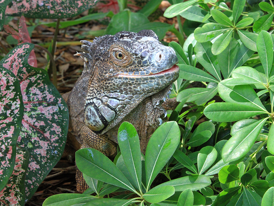 green iguana