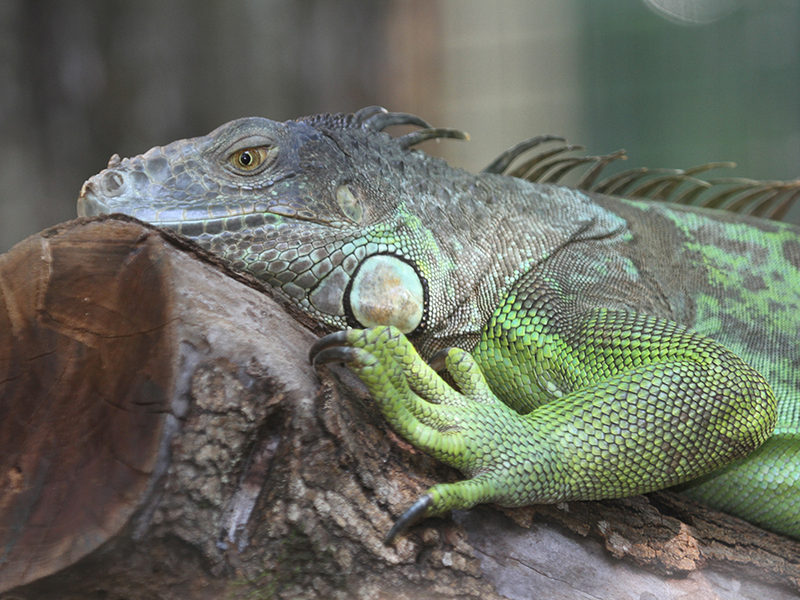 green iguana