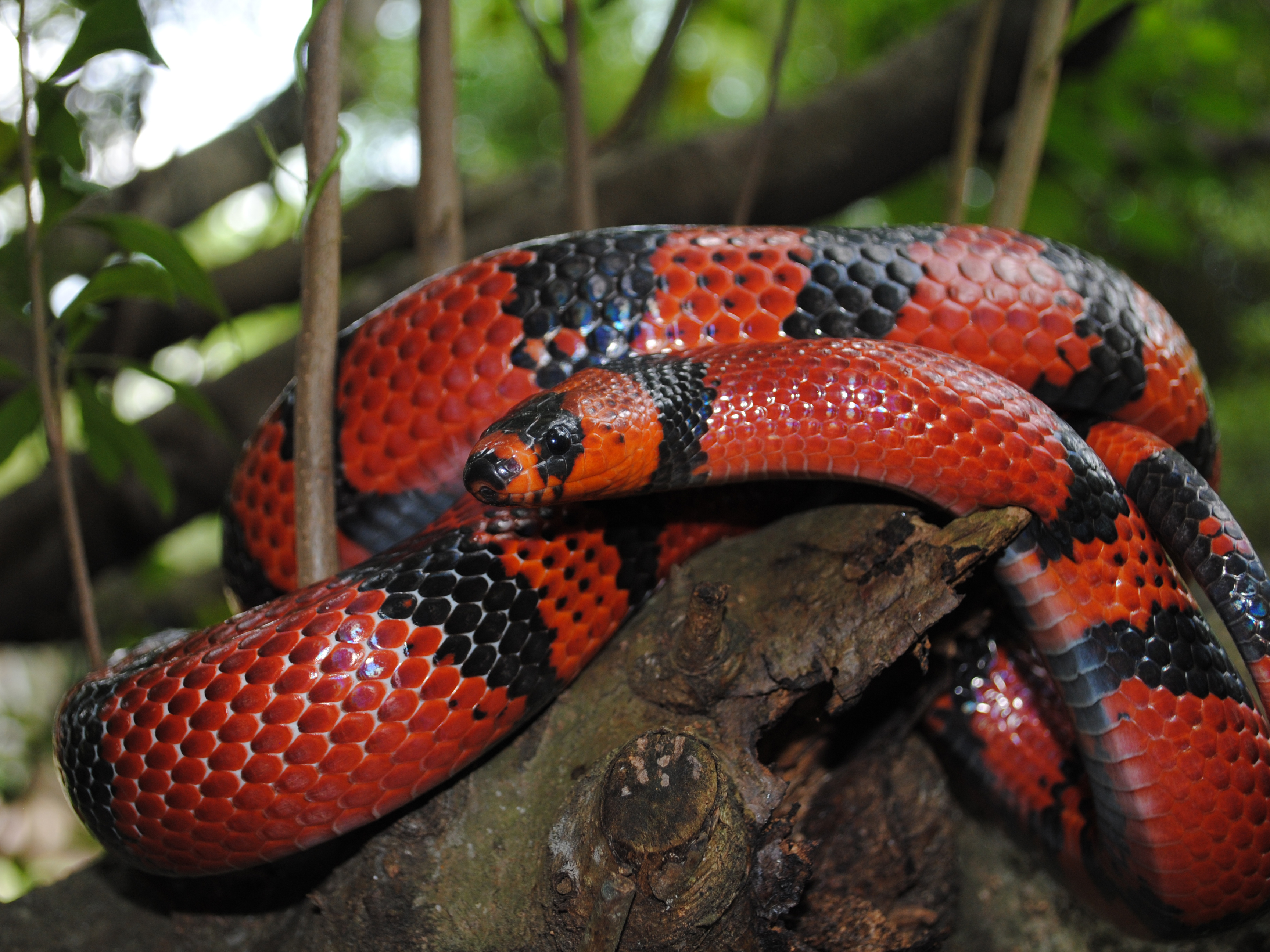 Honduran milk snake