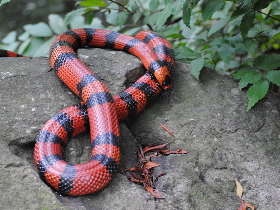 Honduran milk snake