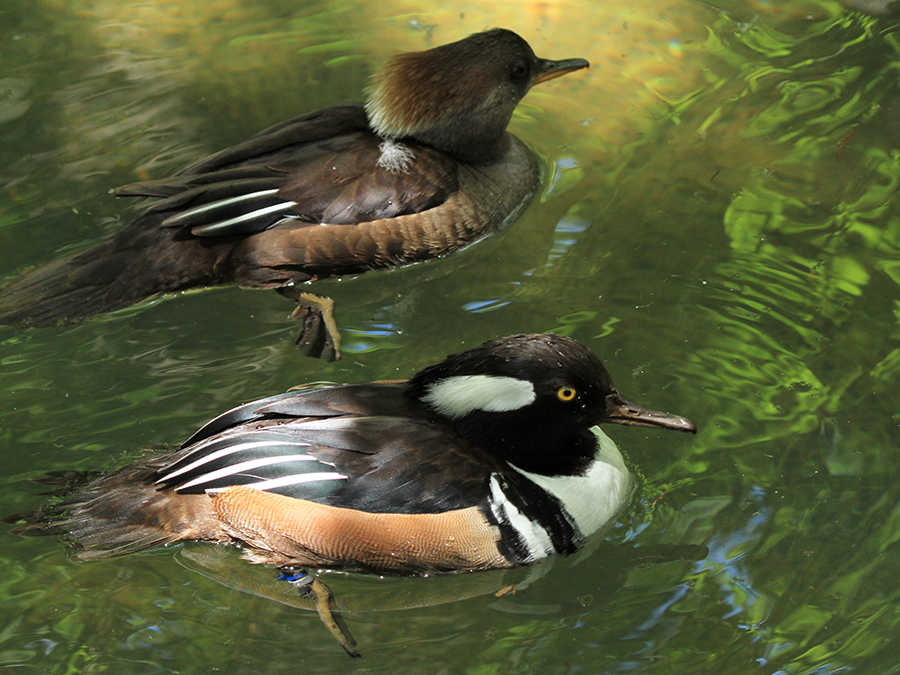 hooded merganser