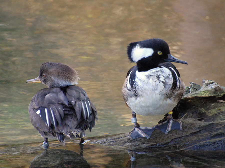 hooded mergansers