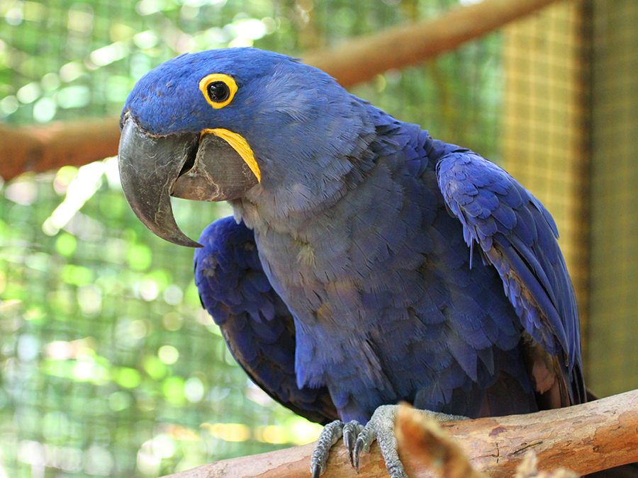 hyacinth macaw