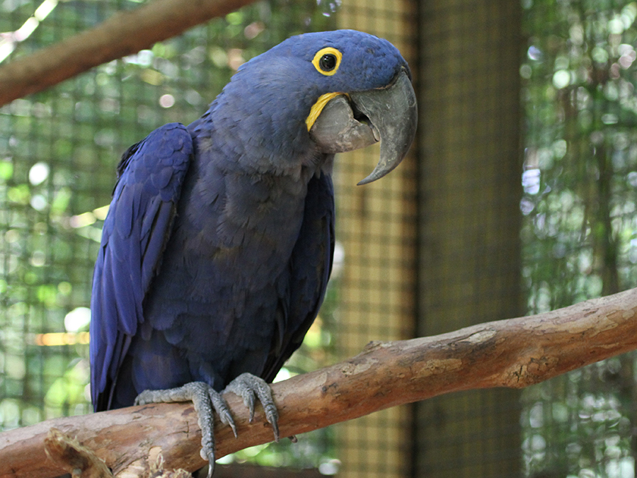 hyacinth macaw