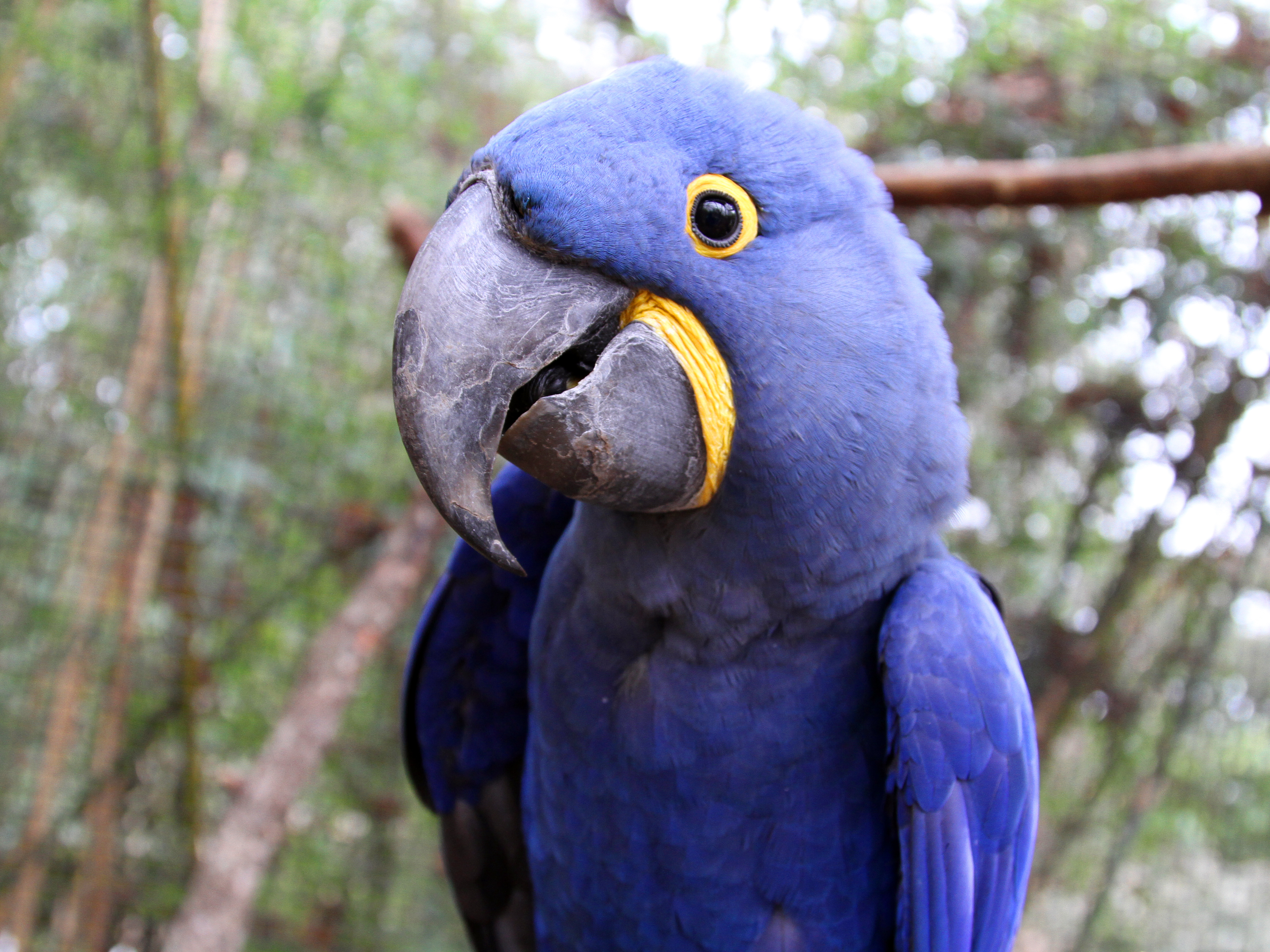 Hyacinth Macaw Parrots