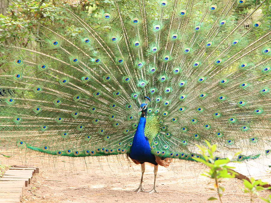Indian blue peafowl