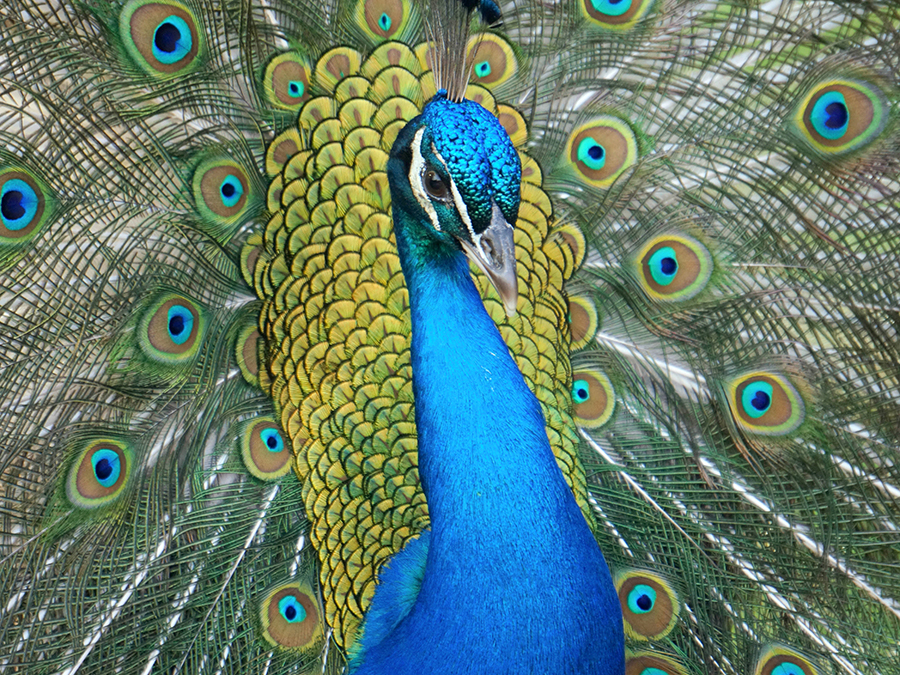 peacock