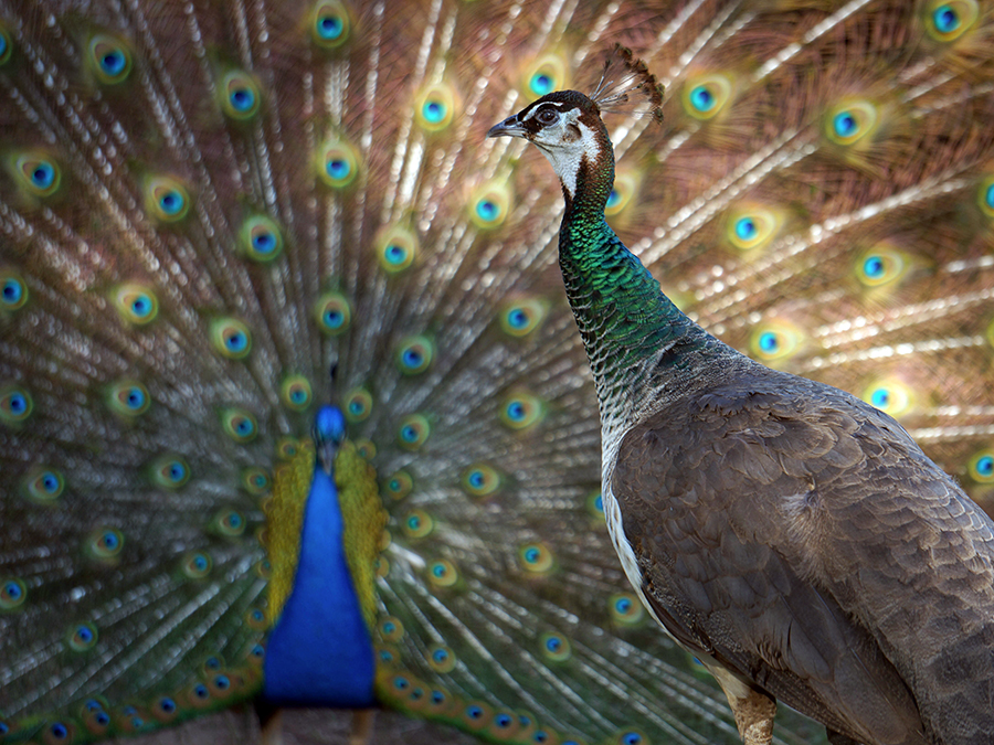 peacock and peahen