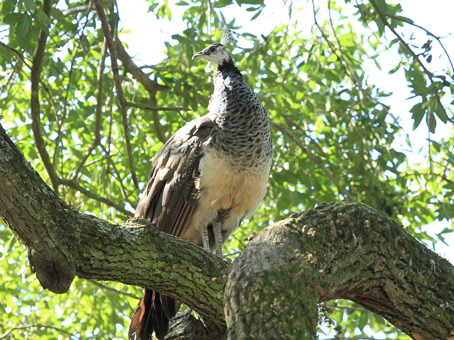 peahen