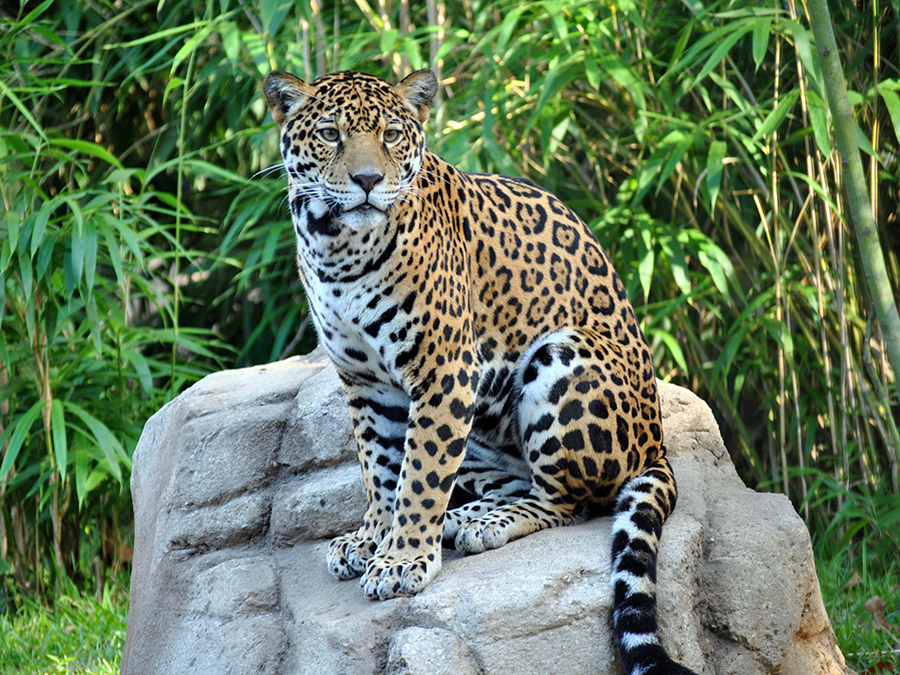 Jaguar