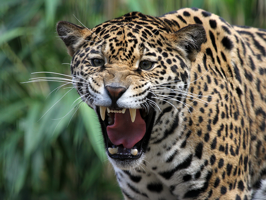 Jaguar  Alexandria Zoo