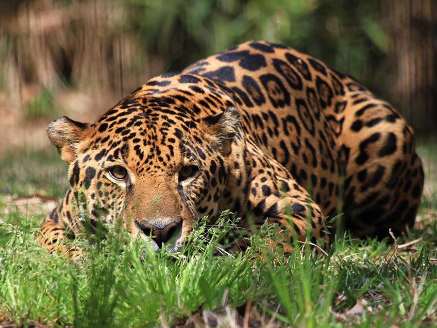 jaguar