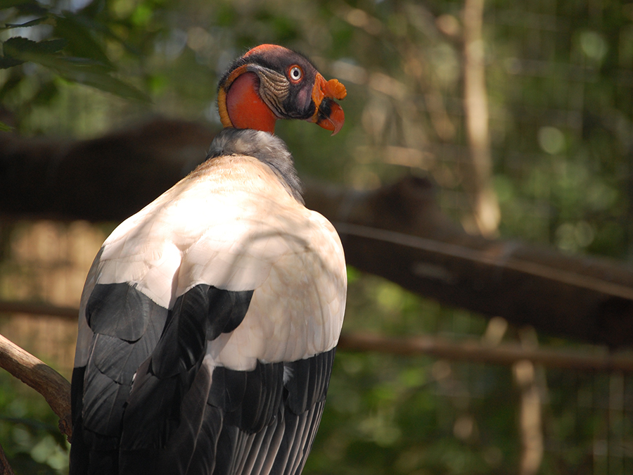 king vulture