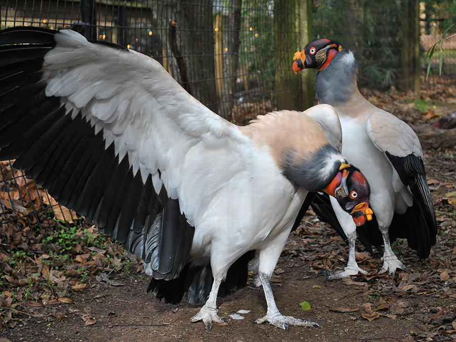 king vulture