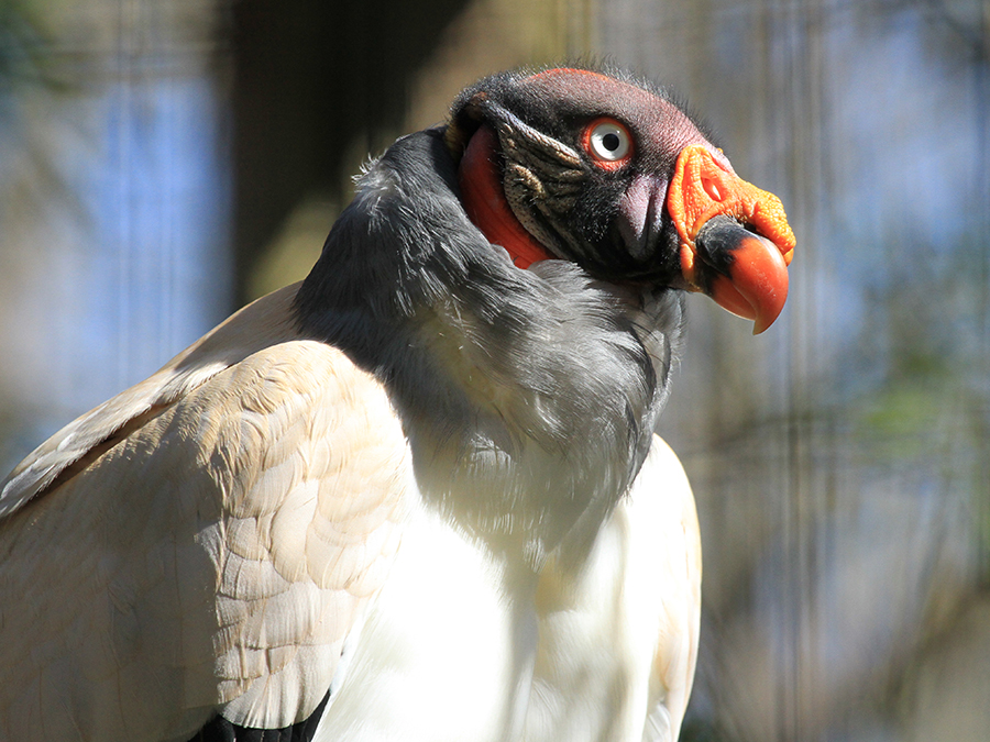 king vulture