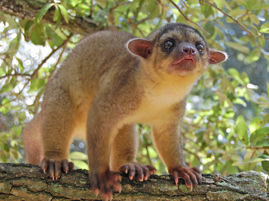 kinkajou