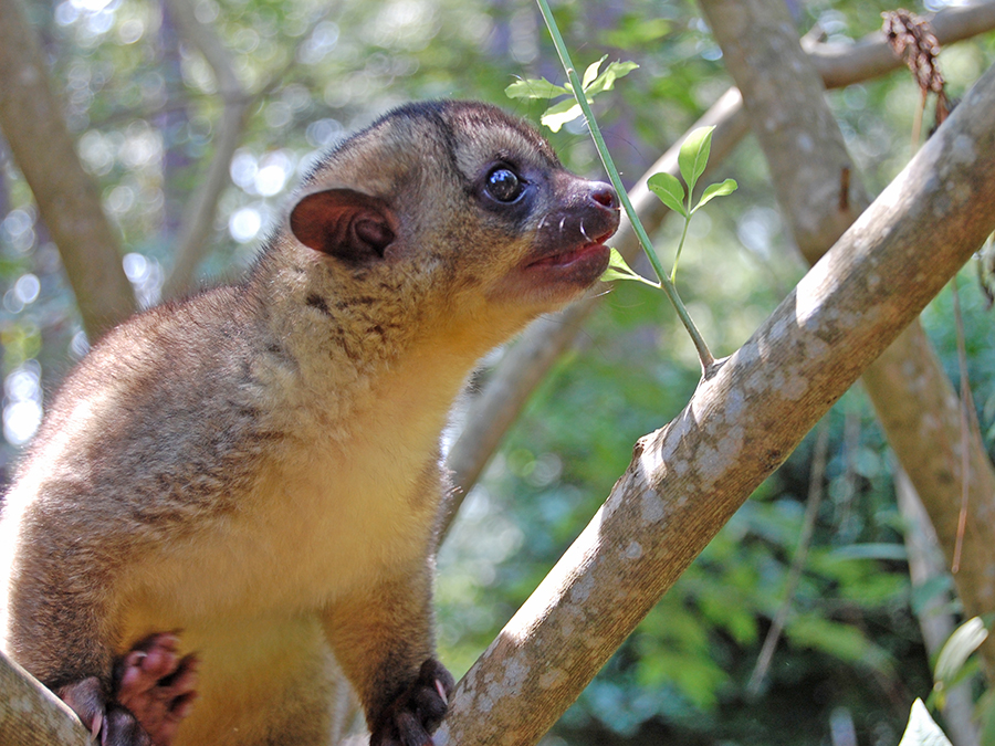 kinkajou