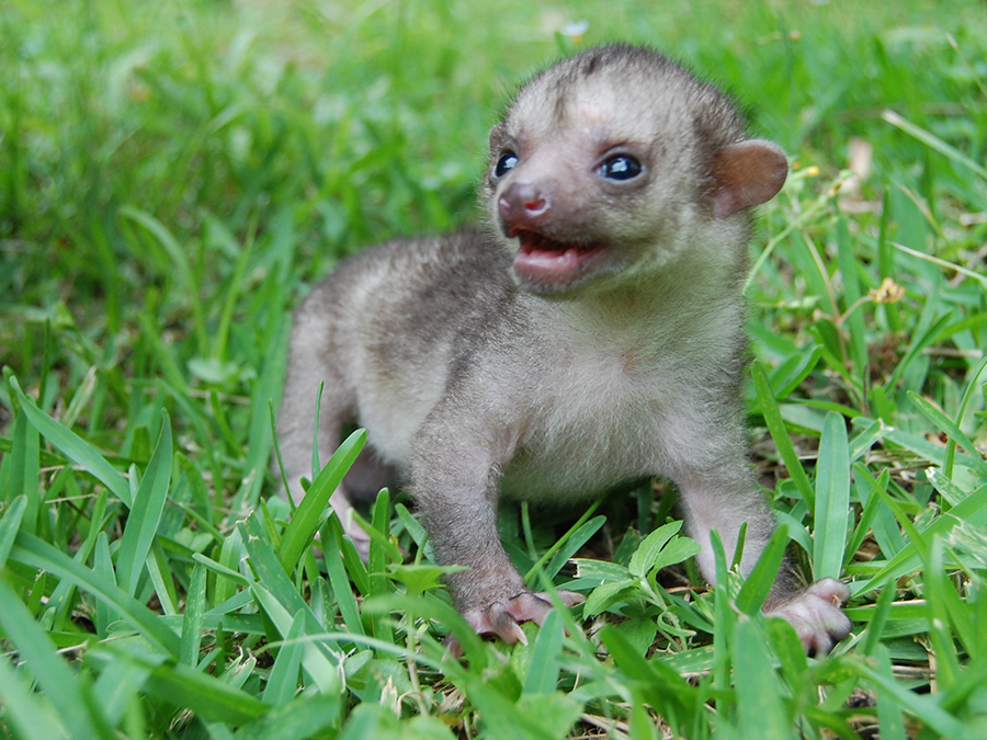 kinkajou