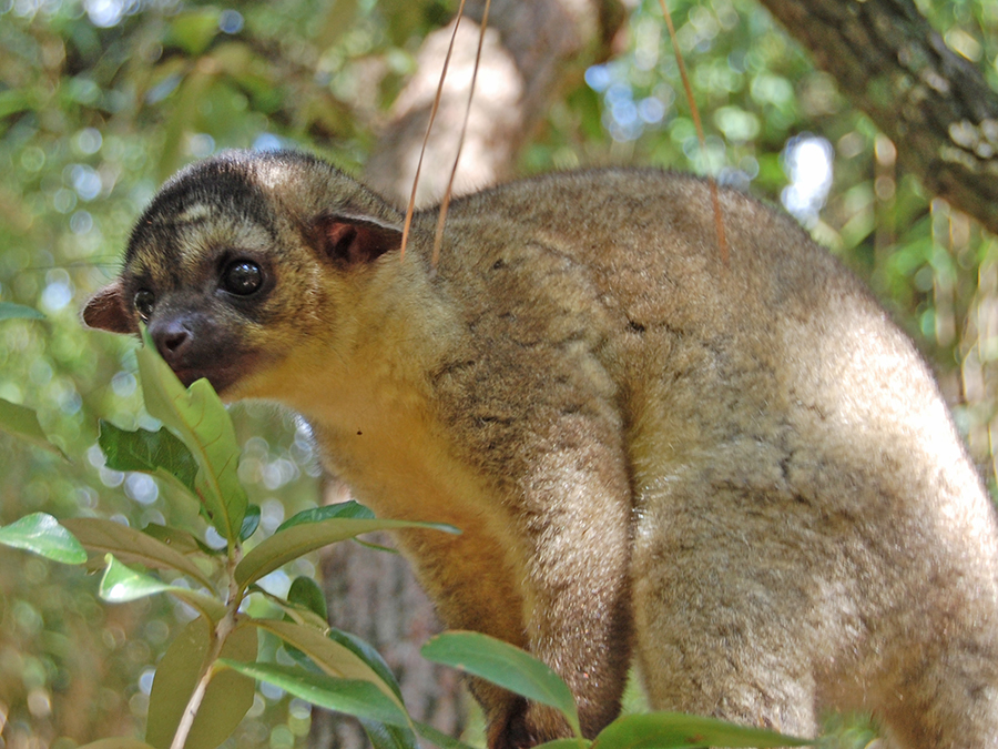 kinkajou