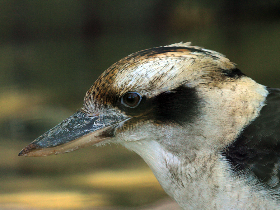 laughing kookaburra