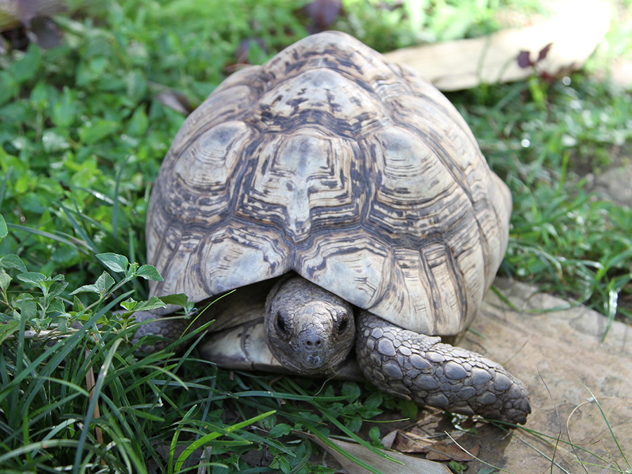 leopard tortoise