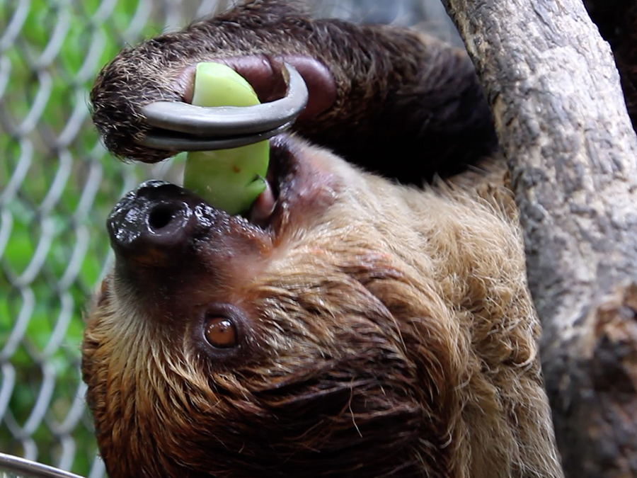 Linne's two-toed sloth