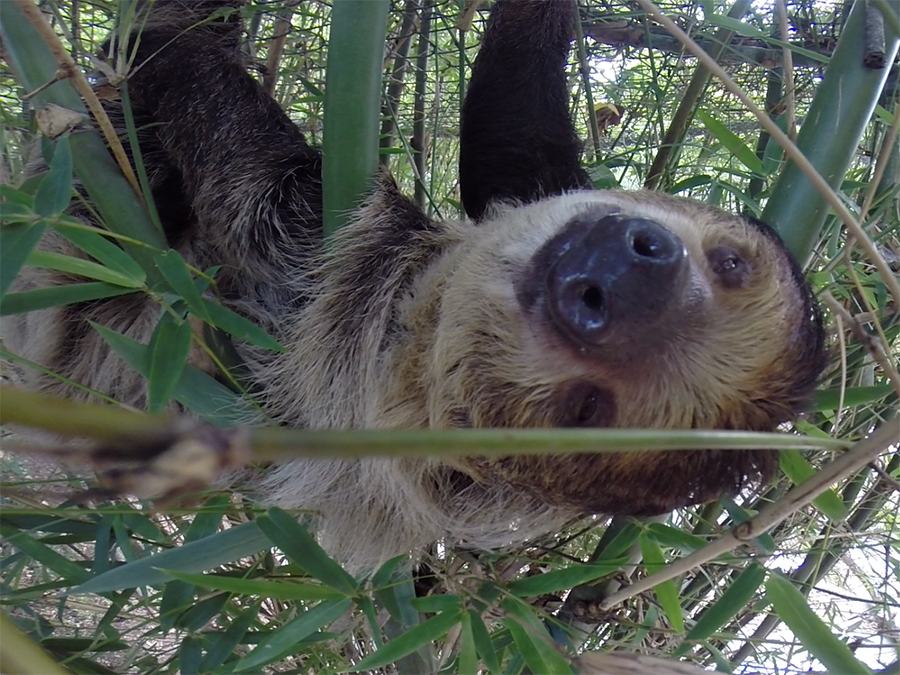 Linne's two-toed sloth