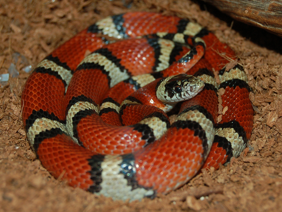 Louisiana milk snake