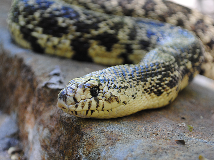 Louisiana pine snake