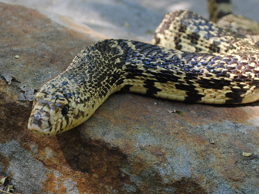 Louisiana pine snake