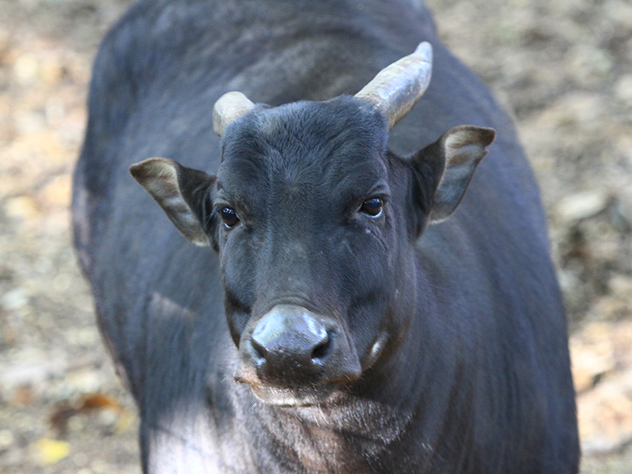 lowland anoa