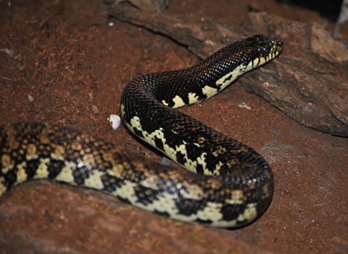 Madagascar giant hognose snake