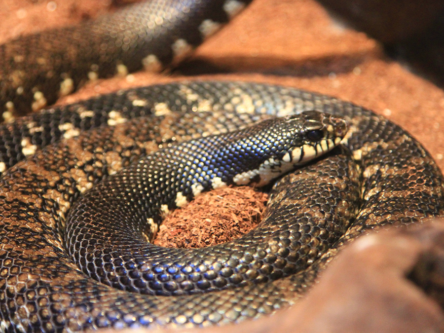 Madagascar giant hognose snake