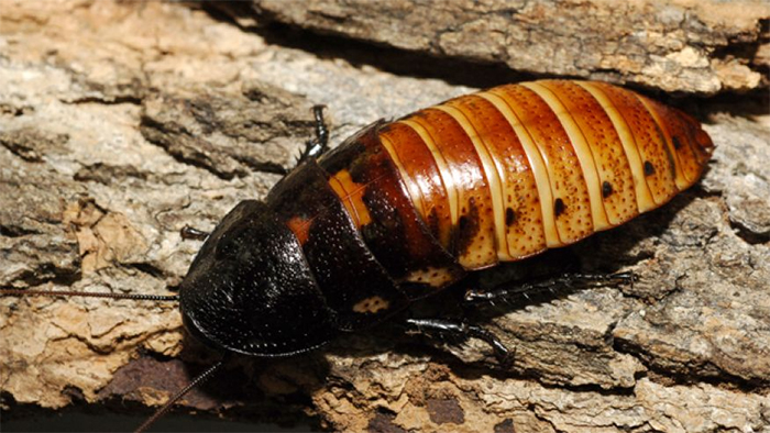 Madagascar hissing cockroach