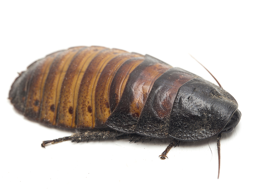 Madagascar hissing cockroach