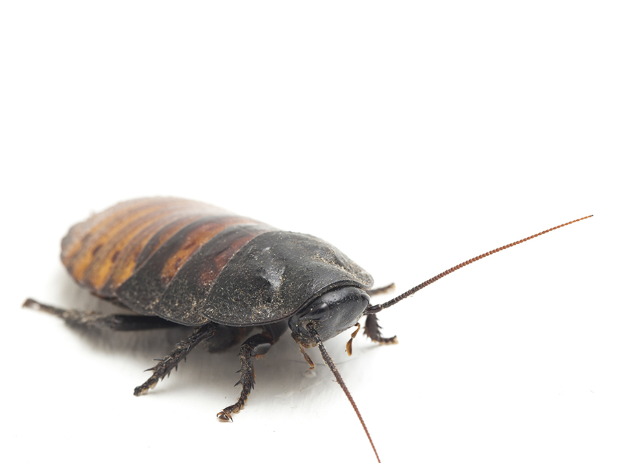 Madagascar hissing cockroach